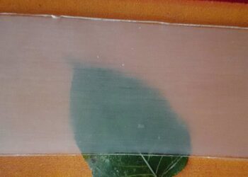 Madera transparente pronto podría sustituir al plástico