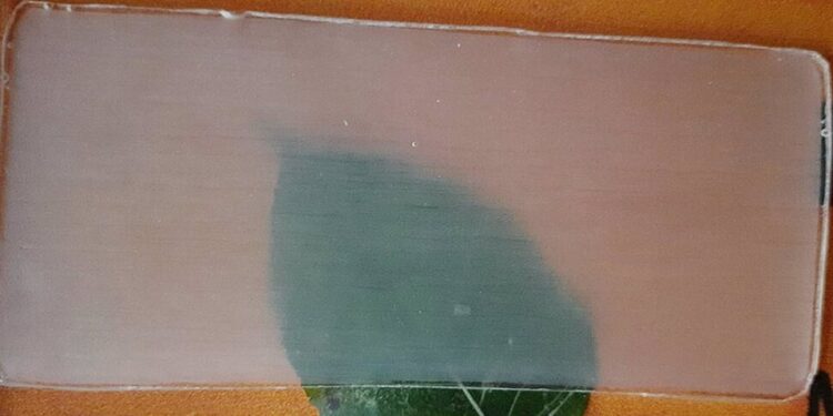 Madera transparente pronto podría sustituir al plástico