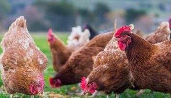 La OMS confirma un segundo caso de gripe aviar en personas en España