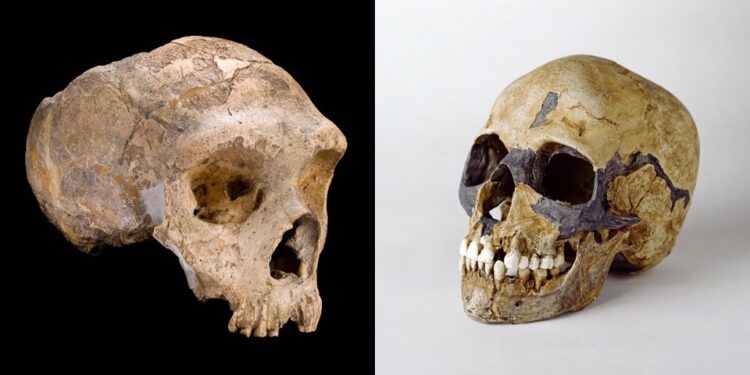 Hacer el amor y no la guerra pudo acabar con los neandertales