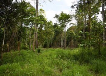 La mitad de los árboles tropicales replantados no sobreviven