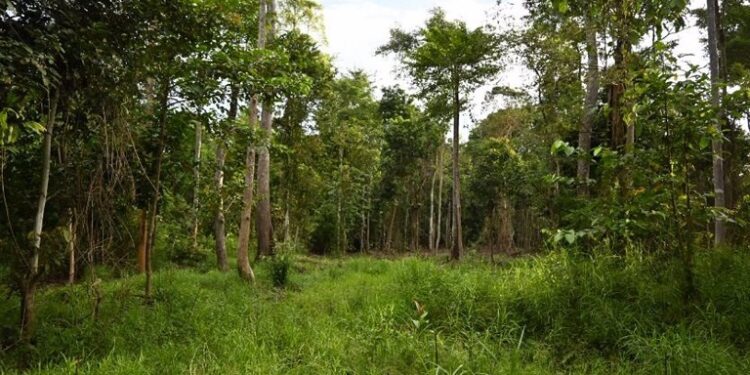 La mitad de los árboles tropicales replantados no sobreviven