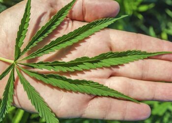 Primera cosecha marihuana en NY lista a ser vendida para uso recreativo