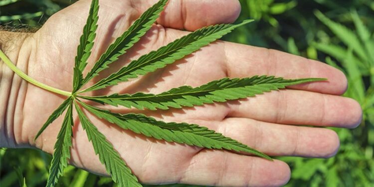 Primera cosecha marihuana en NY lista a ser vendida para uso recreativo