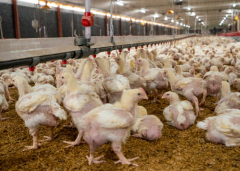 Avicultores logran récord de producción para enero de 2023 con 19.6 millones de pollos