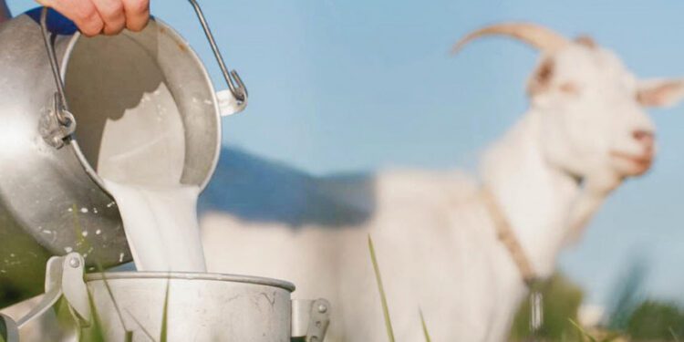 Estas son las tasas del Banco Agricola durante Segunda Feria Feria Ovinocaprina