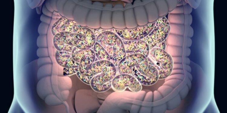 Revelan nuevas formas como el microbioma intestinal contribuye a los riesgos de enfermedad cardíaca