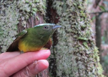 Un 'punto ciego' en la formación de especies contradice a Darwin