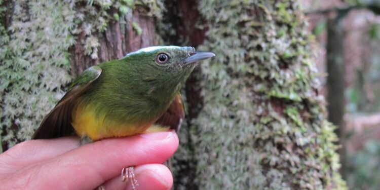 Un 'punto ciego' en la formación de especies contradice a Darwin