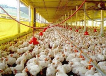 Los avicultores garantizan oferta local de pollos