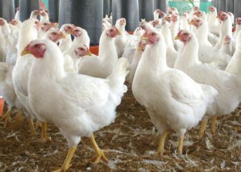 Los avicultores garantizan oferta local de pollos