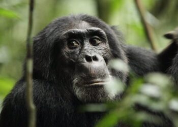 El 'blanco de los ojos' no es un rasgo tan humano