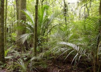 La naturaleza favorece a las criaturas grandes y pequeñas por encima de las de tamaño medio