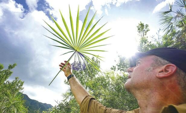 Investigadores describen 5 palmas nuevas para la República Dominicana y Haití