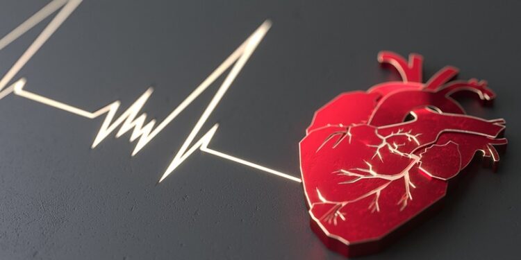 Descubren un mecanismo clave que controla el desarrollo del corazón