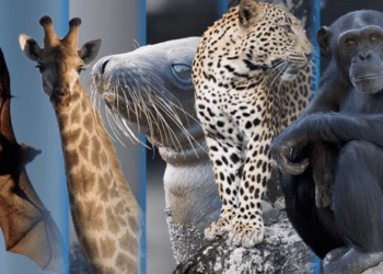 Genomas de 240 especies revelan qué hace único al genoma humano