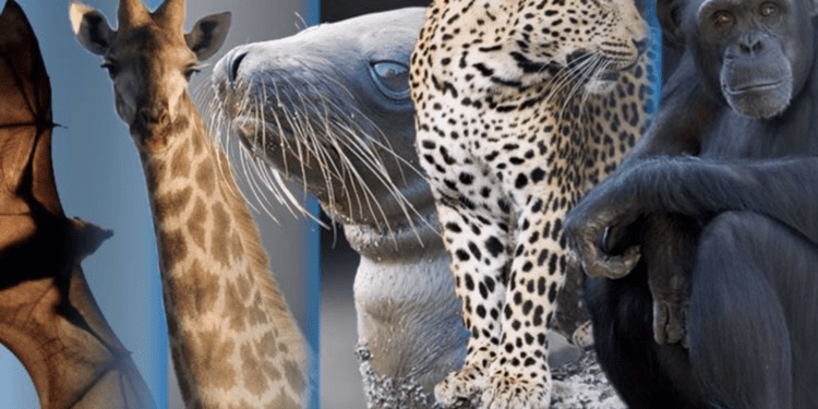 Genomas de 240 especies revelan qué hace único al genoma humano