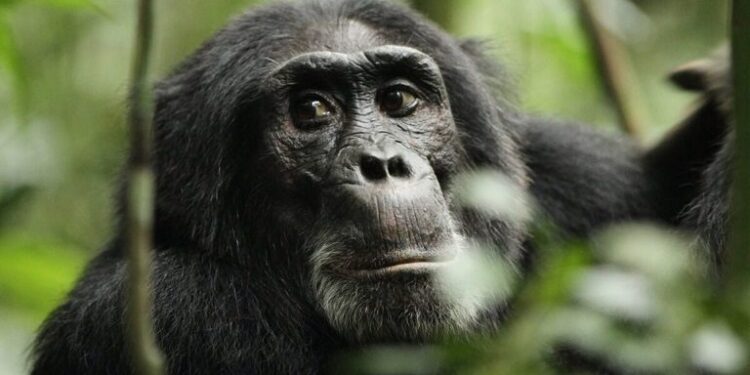 Una nueva teoría explicaría la estatura erguida de los simios