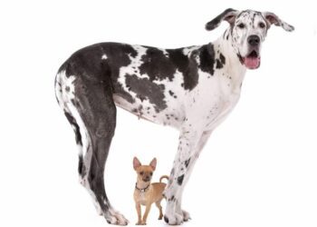 Explican por qué los perros más grandes viven menos tiempo