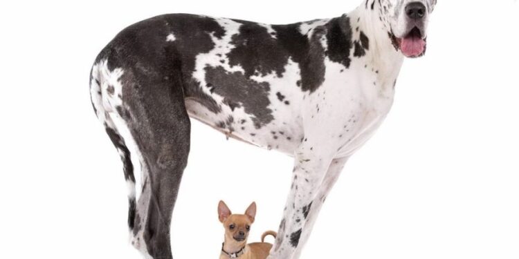 Explican por qué los perros más grandes viven menos tiempo