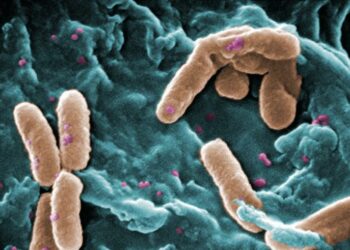Al menos cuatro muertos y más de 80 afectados por una bacteria en EEUU 