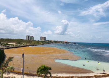 UFHEC investiga cómo extraer fármacos del sargazo que invaden playas dominicanas