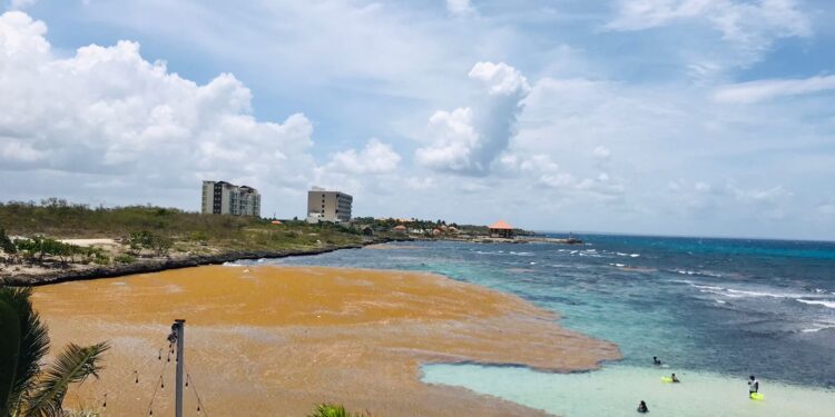 UFHEC investiga cómo extraer fármacos del sargazo que invaden playas dominicanas