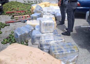Autoridades incautan casi 2 mil libras de marihuana camufladas con aguacates en Pedernales