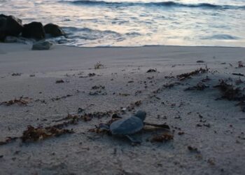 Grupo Piñero expande su Fundación Eco-Bahia a República Dominicana