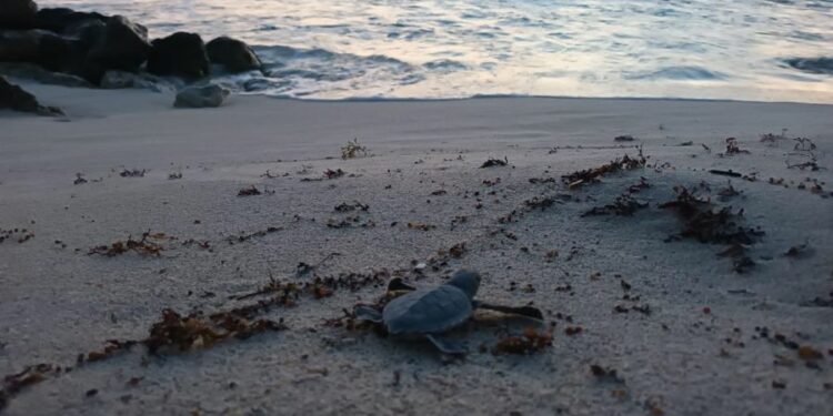 Grupo Piñero expande su Fundación Eco-Bahia a República Dominicana