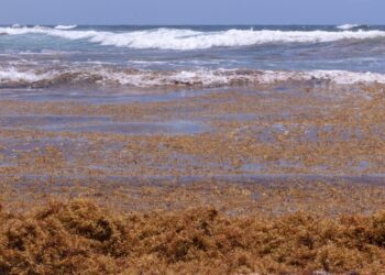 Empresas procesarán sargazo para producir energía eléctrica