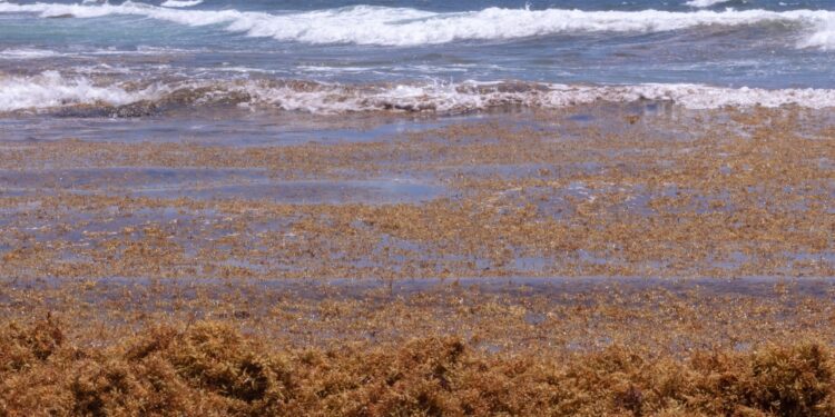 Empresas procesarán sargazo para producir energía eléctrica