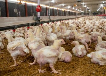 Gobierno garantiza inocuidad de la avicultura nacional; crea protocolo de vigilancia con Medio Ambiente