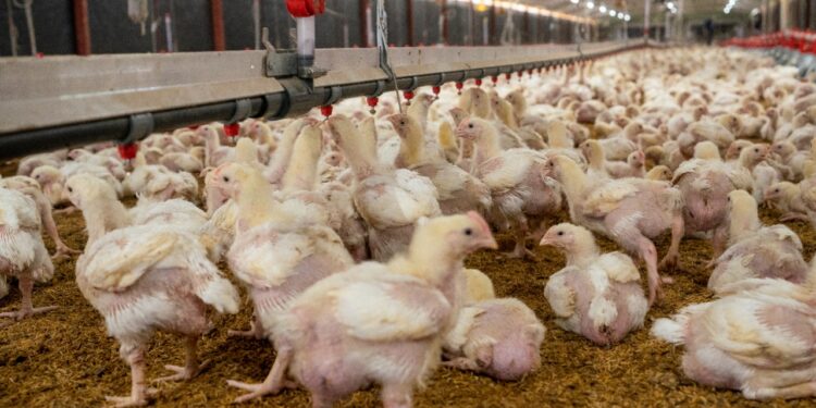 Gobierno garantiza inocuidad de la avicultura nacional; crea protocolo de vigilancia con Medio Ambiente