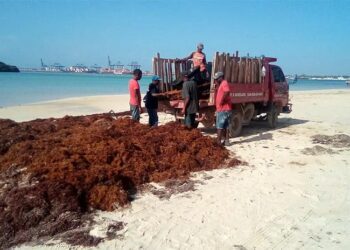 Ayuntamiento desbordado por la cantidad de sargazo en Boca Chica