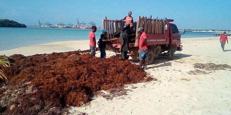 Ayuntamiento desbordado por la cantidad de sargazo en Boca Chica