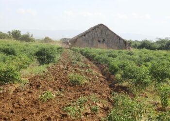 Autoridades inician plan para reducir la mosca blanca