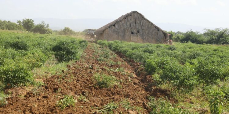 Autoridades inician plan para reducir la mosca blanca