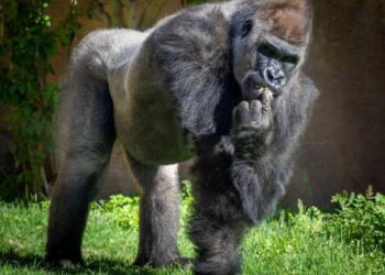 El propósito de la masturbación en la evolución de los primates