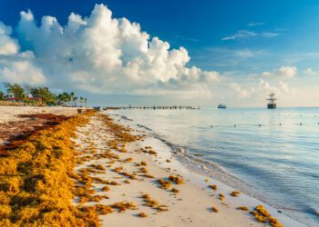 Epidemióloga alerta sobre efectos del sargazo en la piel y vías respiratorias