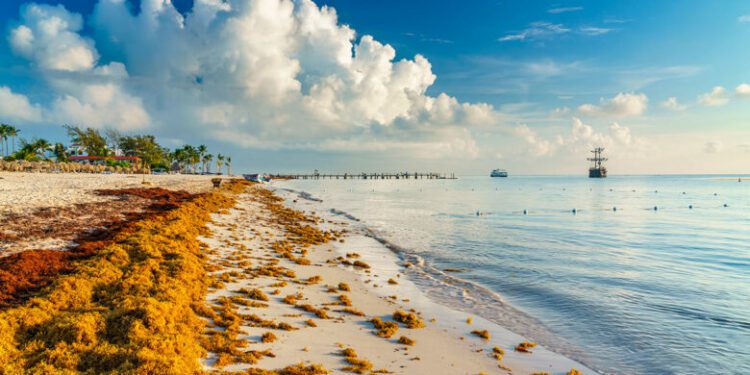 Epidemióloga alerta sobre efectos del sargazo en la piel y vías respiratorias