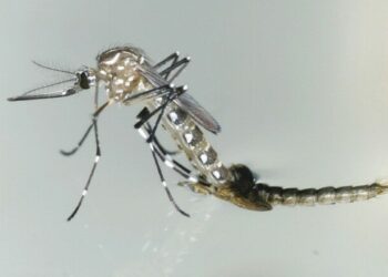 ¡Alerta América Latina! cifras del dengue del 2023 ya superan los de todo el 2022 