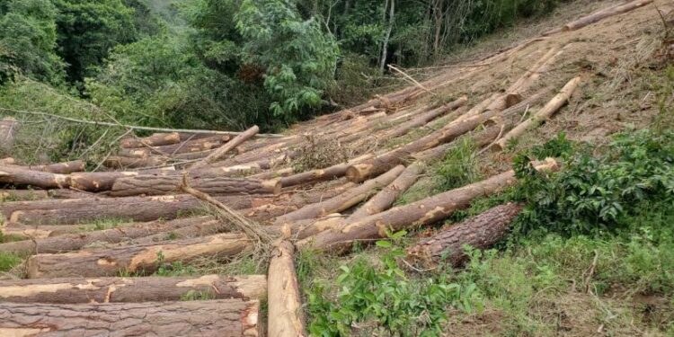 Imponen coerción a dos hombres y una mujer falsificaron permiso ambiental