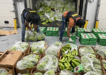 Ocupan en Caucedo 400 paquetes de presunta cocaína camuflados con guineos 
