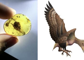 Explican por qué algunos dinosaurios sobrevivieron como aves