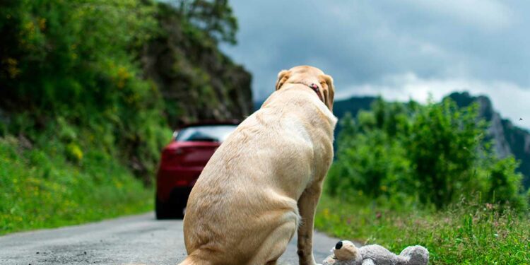 La protección animal en Santo Domingo
