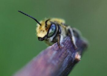 Científicos develan el misterio del origen de las abejas