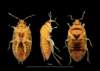 Hallan un insecto que podría controlar la plaga del trips del aguacate