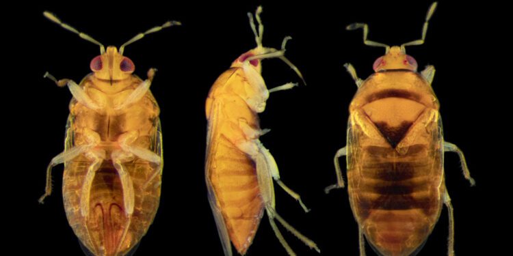 Hallan un insecto que podría controlar la plaga del trips del aguacate