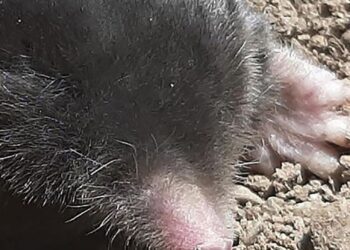 Dos nuevas especies de topo descubiertas en el este de Turquía